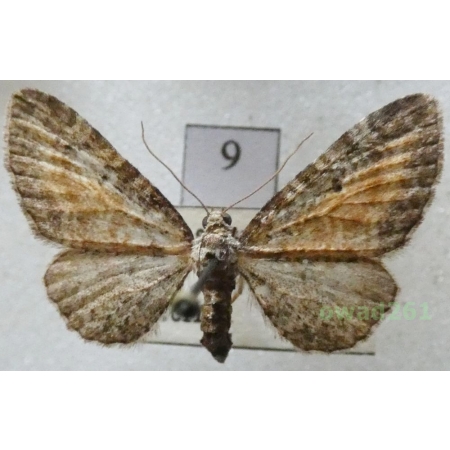 Eupithecia icterata (de Villers, 1789) Czech9